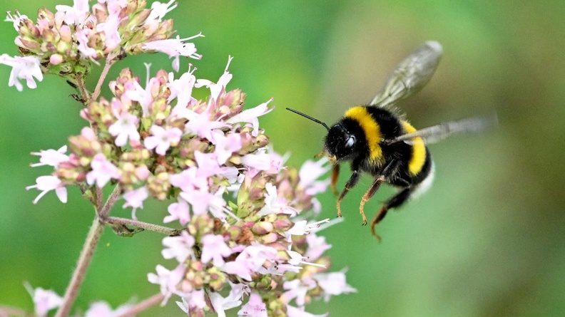Bumblebee forages flowers. Rennes, France